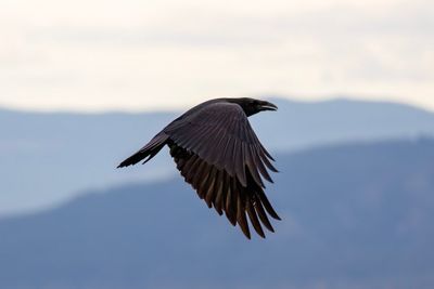 Raven aerobatics