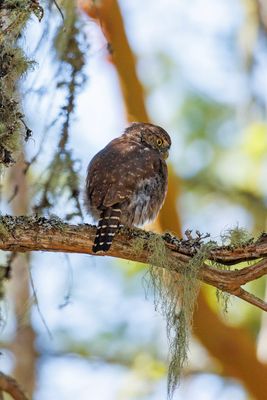 Northern pygmy owl
