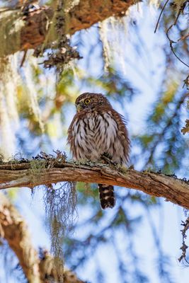Northern pygmy owl
