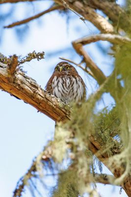 Northern pygmy owl