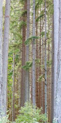 Couldnt see the forest for the trees