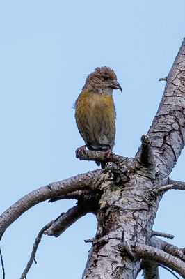 Red crossbill