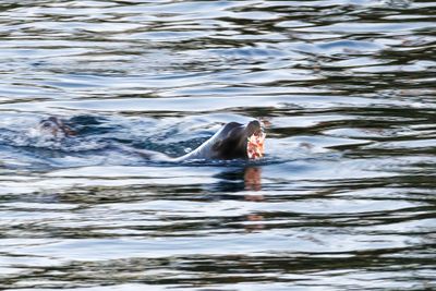 Sea lion with salmon