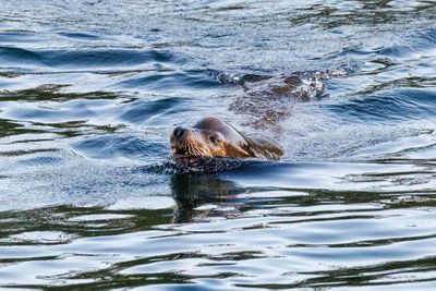 Sea lion