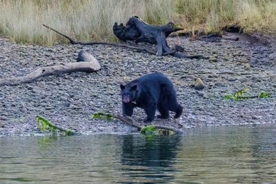 Black bear