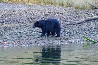 Black bear