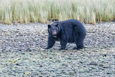 Black bear