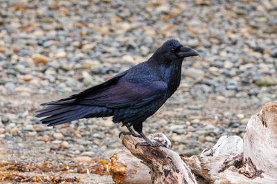Raven pose