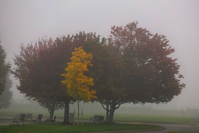 A foggey day