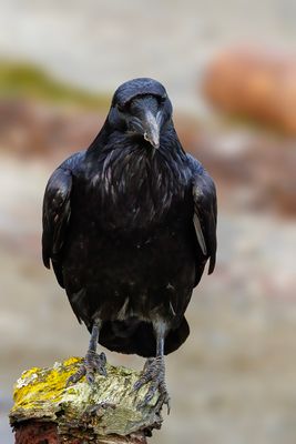 Raven pose