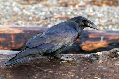 Raven pose