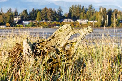Weatered driftwood
