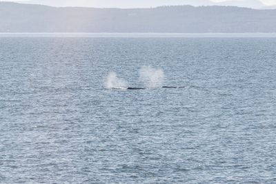 Humpback whales 