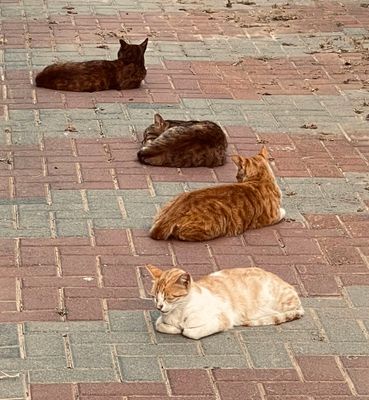 cats parking.jpg