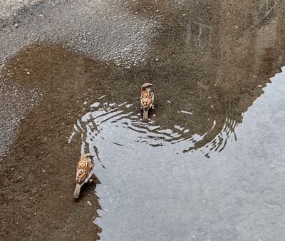 birds & water-w.jpg