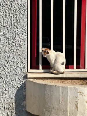 cat-bars-w.jpg