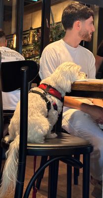 dog at the restaurant-w.jpg
