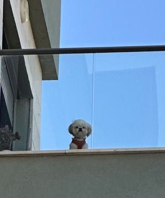 simba-w.jpg