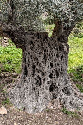 rosh pina 03w.jpg