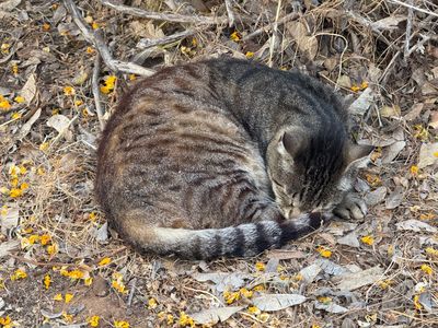 sleeping cat-w.jpg