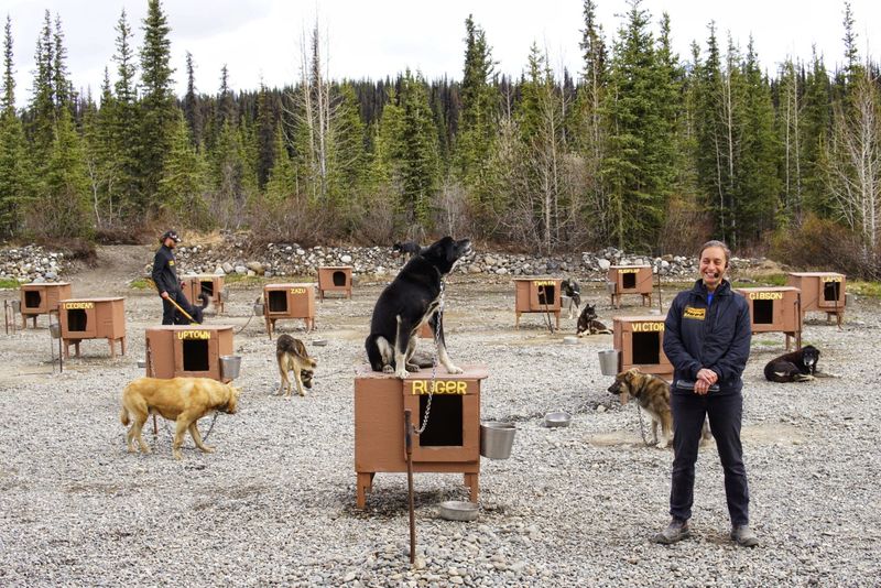 Sled dog academy