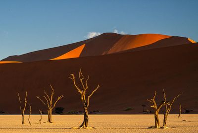 _DSC1116.jpg