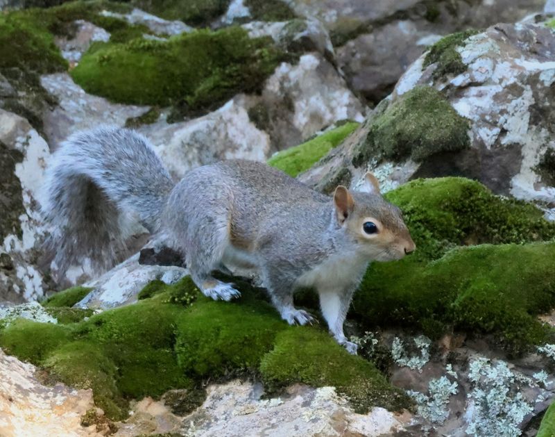 gray squirrel 1-3-25-569x14lc.jpg