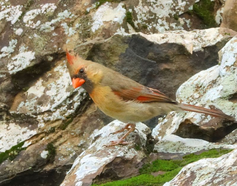 cardinal 1-5-25-810x14c.jpg