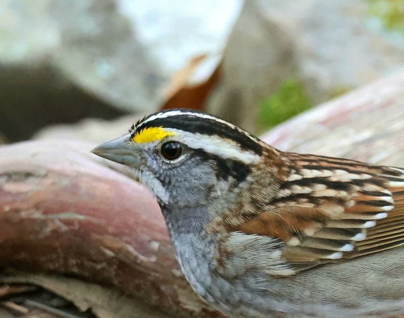 white-throated sparrow 1-7-25-885x14lc.jpg