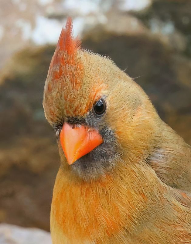 cardinal 1-7-25-063x14c.jpg