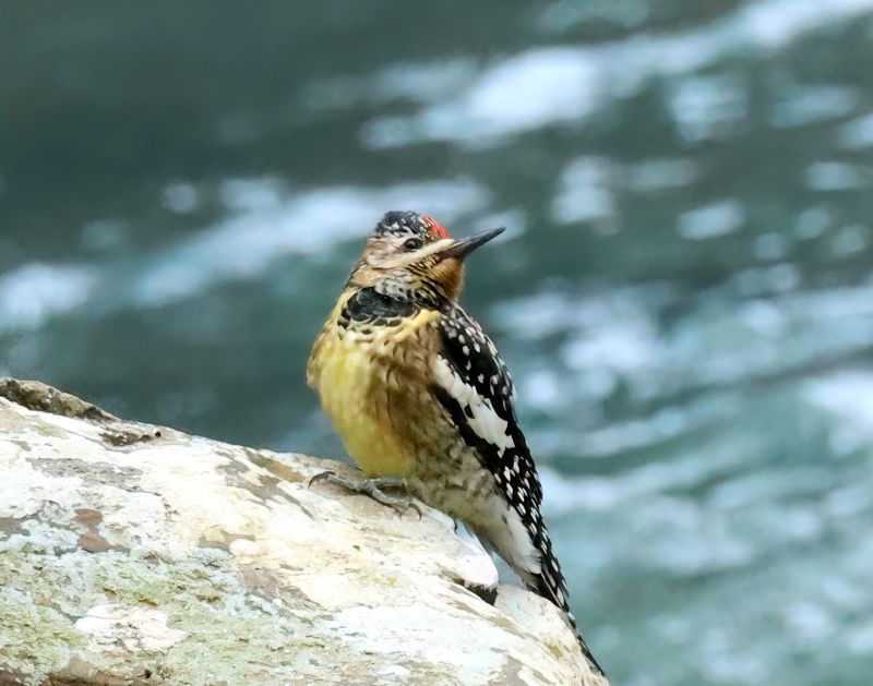 yellow-bellied sapsucker 1-9-25-228x14c.jpg