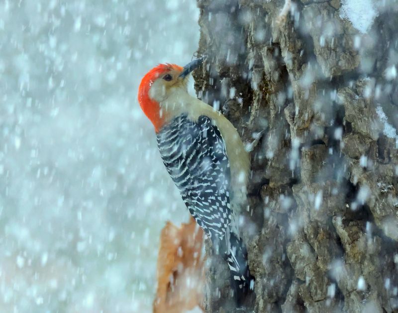 red-bellied woodpecker 1-9-25-721x14c.jpg