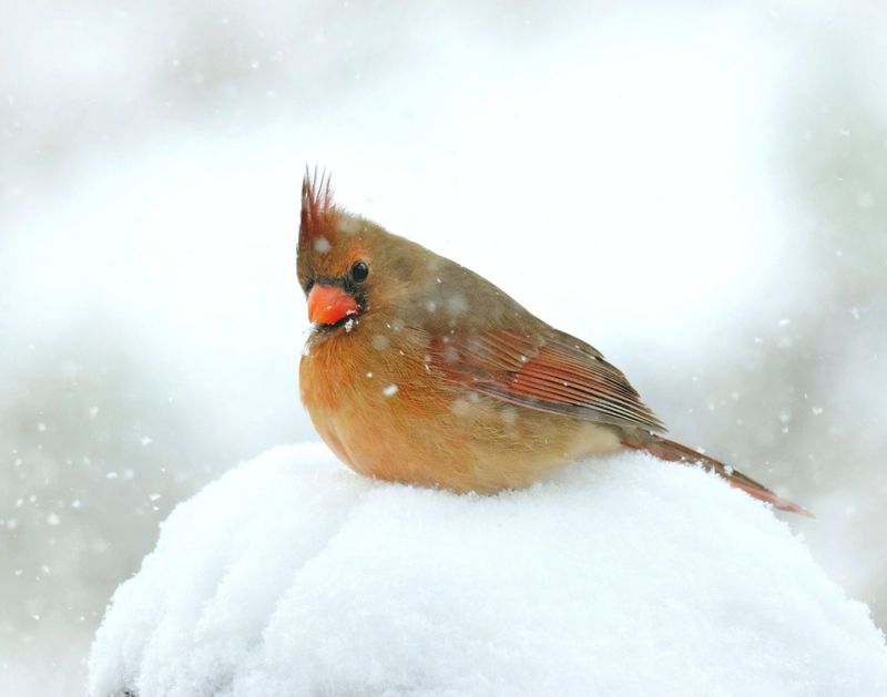 cardinal 1-9-25-970x14c.jpg