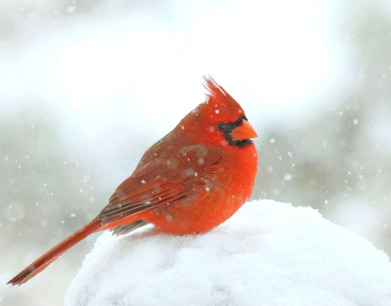 cardinal 1-9-25-857x14c.jpg