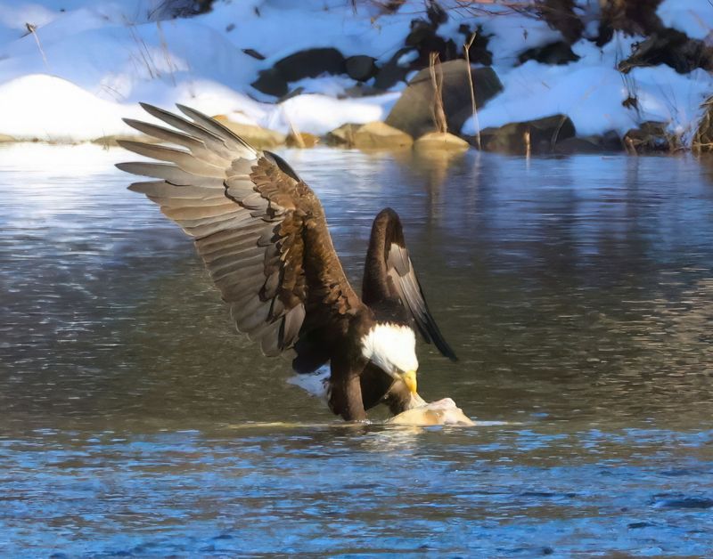 bald eagle 1-12-25-465x14c.jpg