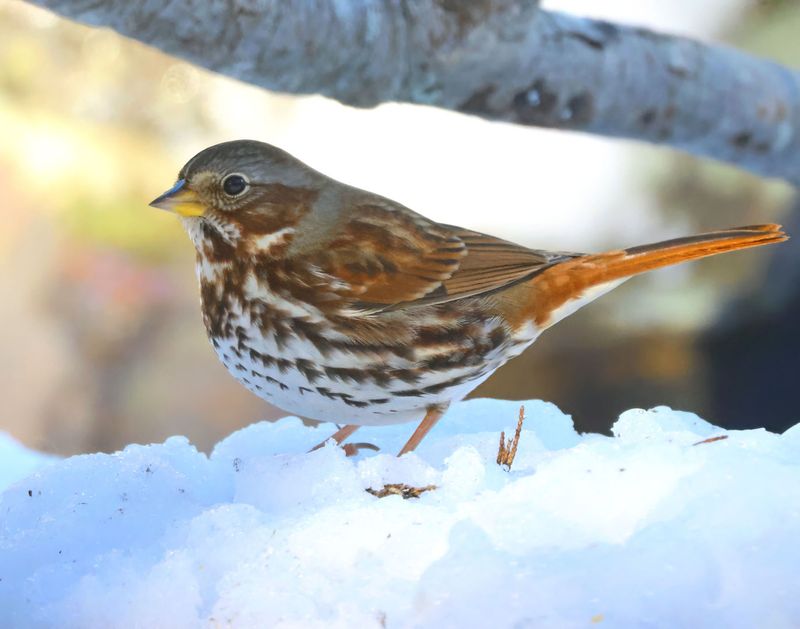fox sparrow 1-12-25-291x14c.jpg