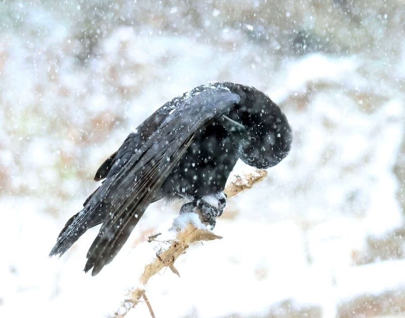 american crow 1-9-25-939x14c.jpg