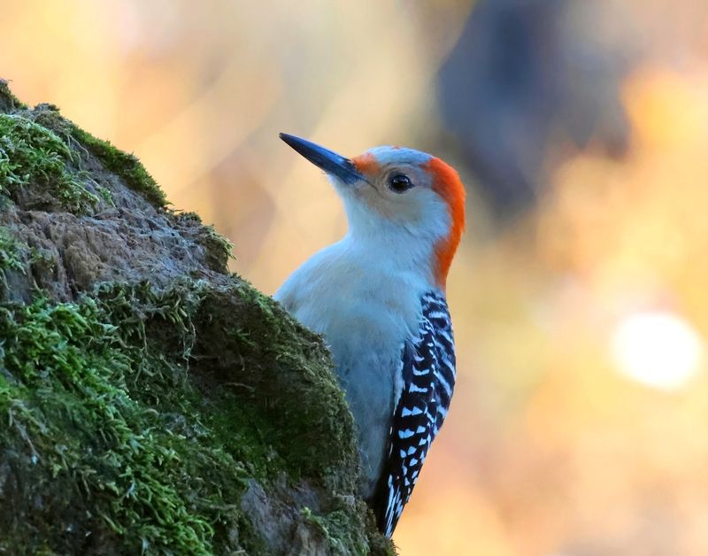red-bellied woodpecker 1-15-25-052x14c.jpg