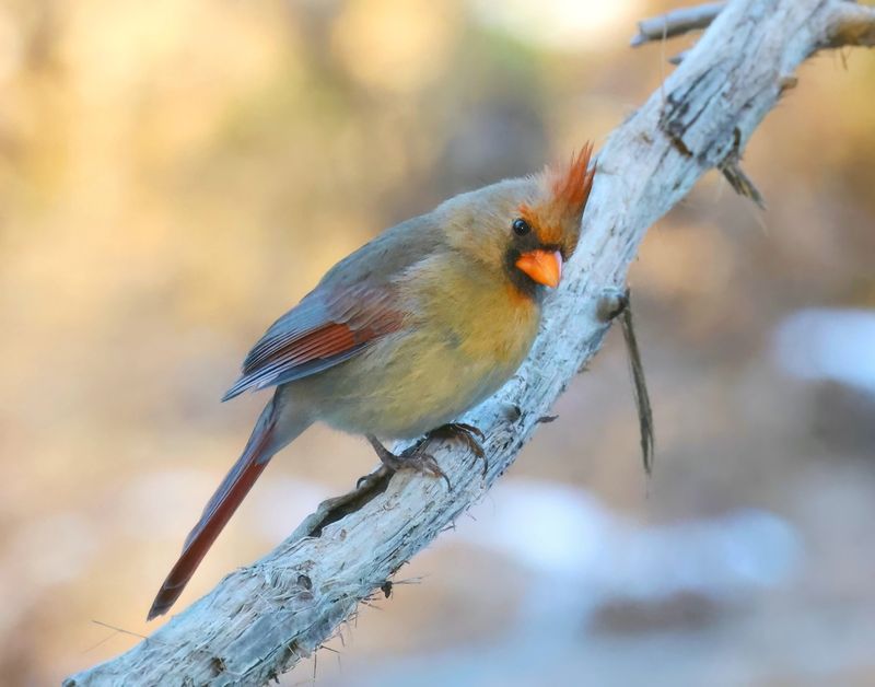 cardinal 1-15-25-019x14c.jpg