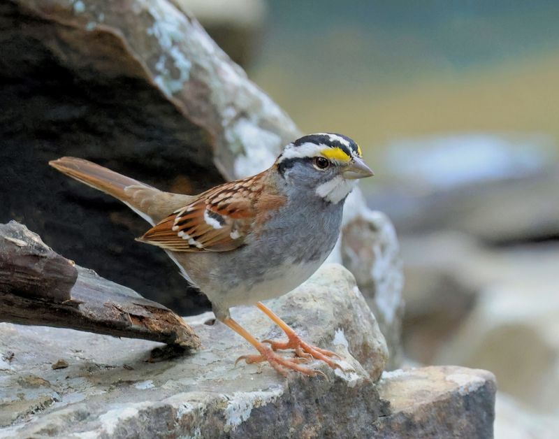 white-throated sparrow 1-17-25-529x14c.jpg