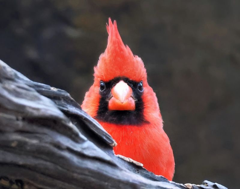 cardinal 1-18-25-781x14c.jpg