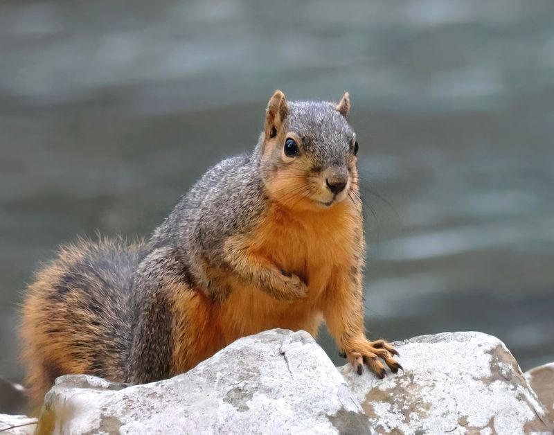 fox squirrel 1-18-25-869x14c.jpg