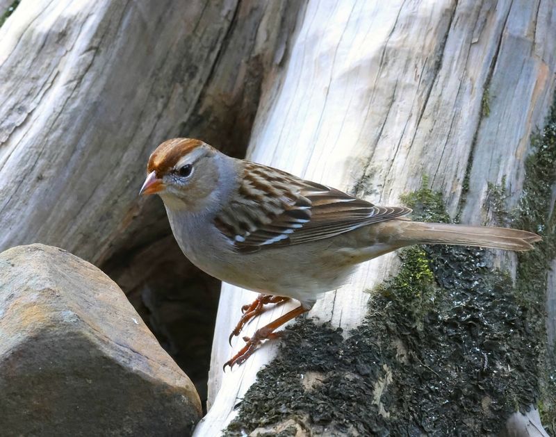 chipping sparrow 1-17-25-558x14c.jpg