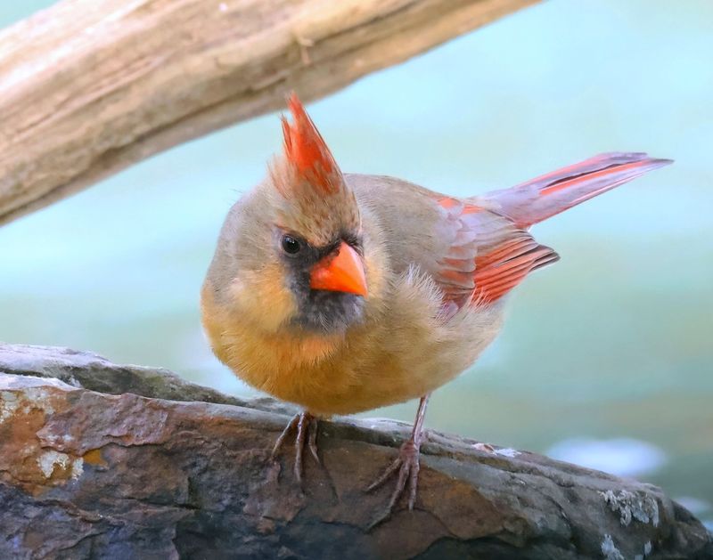 cardinal 1-17-25-403x14c.jpg