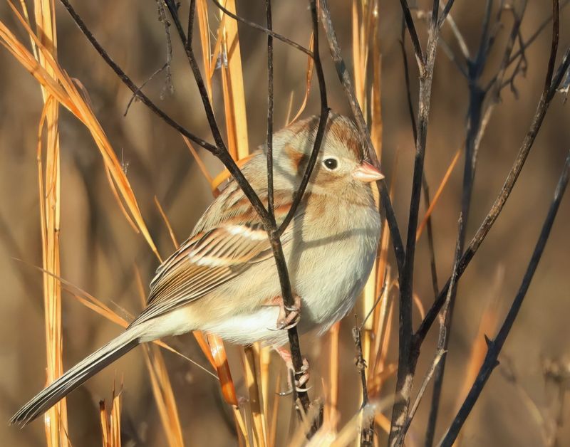 field sparrow 1-3-25-459x14c.jpg