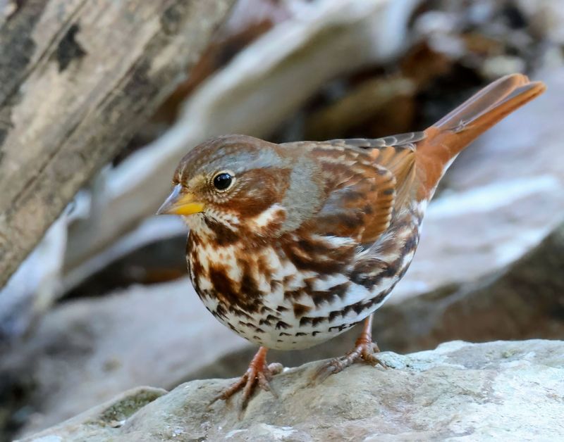 fox sparrow 1-15-25-078x14c.jpg