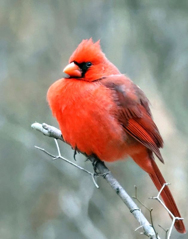 cardinal 1-7-25-011x14c.jpg