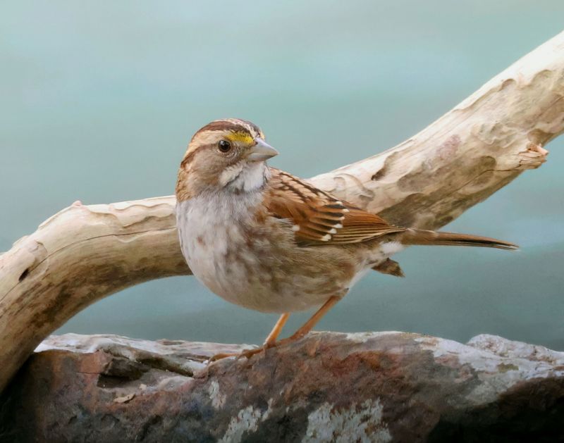 white-throated sparrow 1-26-25-509x14c.jpg