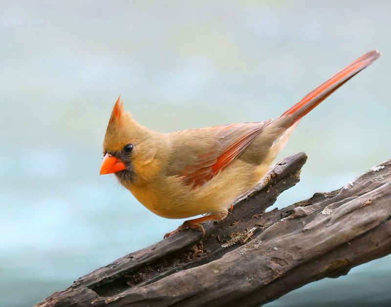 cardinal 1-26-25-799x14c.jpg