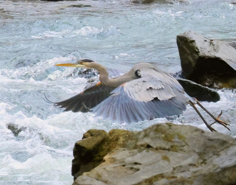 great blue heron 1-29-25-611x14c.jpg